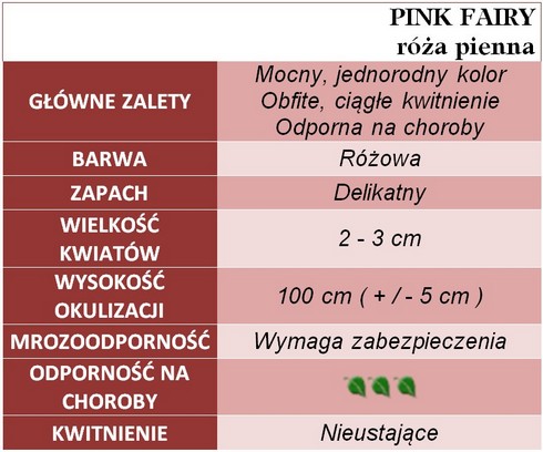Pink Fairy róże pienne gł. zal.